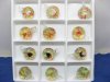 12 Mushroom In Round Transparent Glass Pendants 12 Mushroom In Round Transparent Glass Pendants